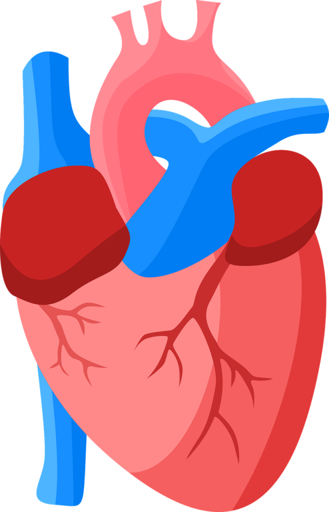 heart, anatomy, human-7735546.jpg