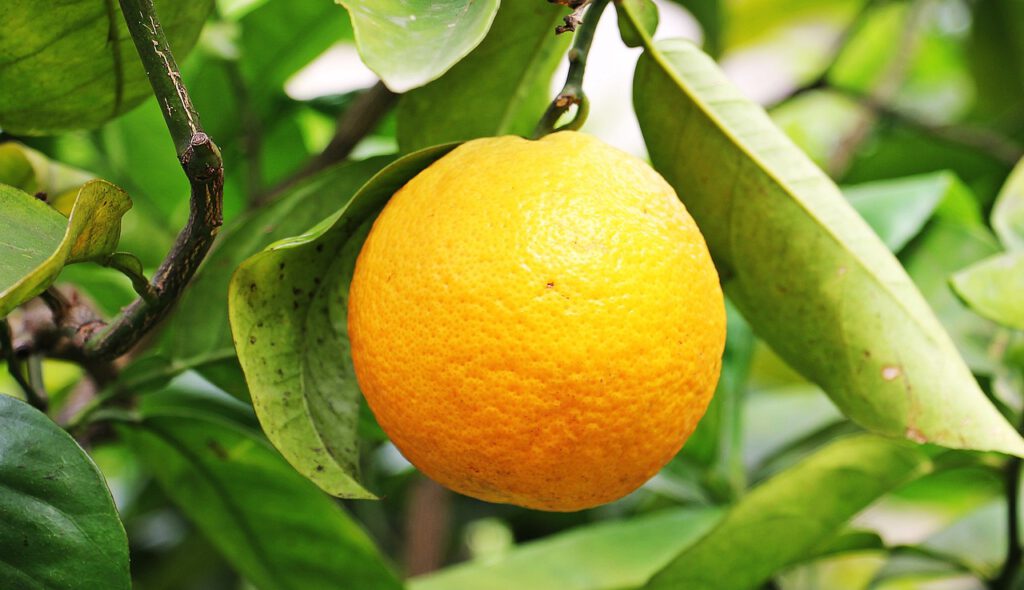 orange, citrus fruit, fruit-1540202.jpg