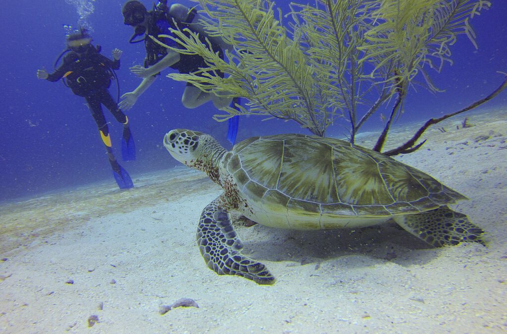 turtle, scuba diving, divers-588497.jpg